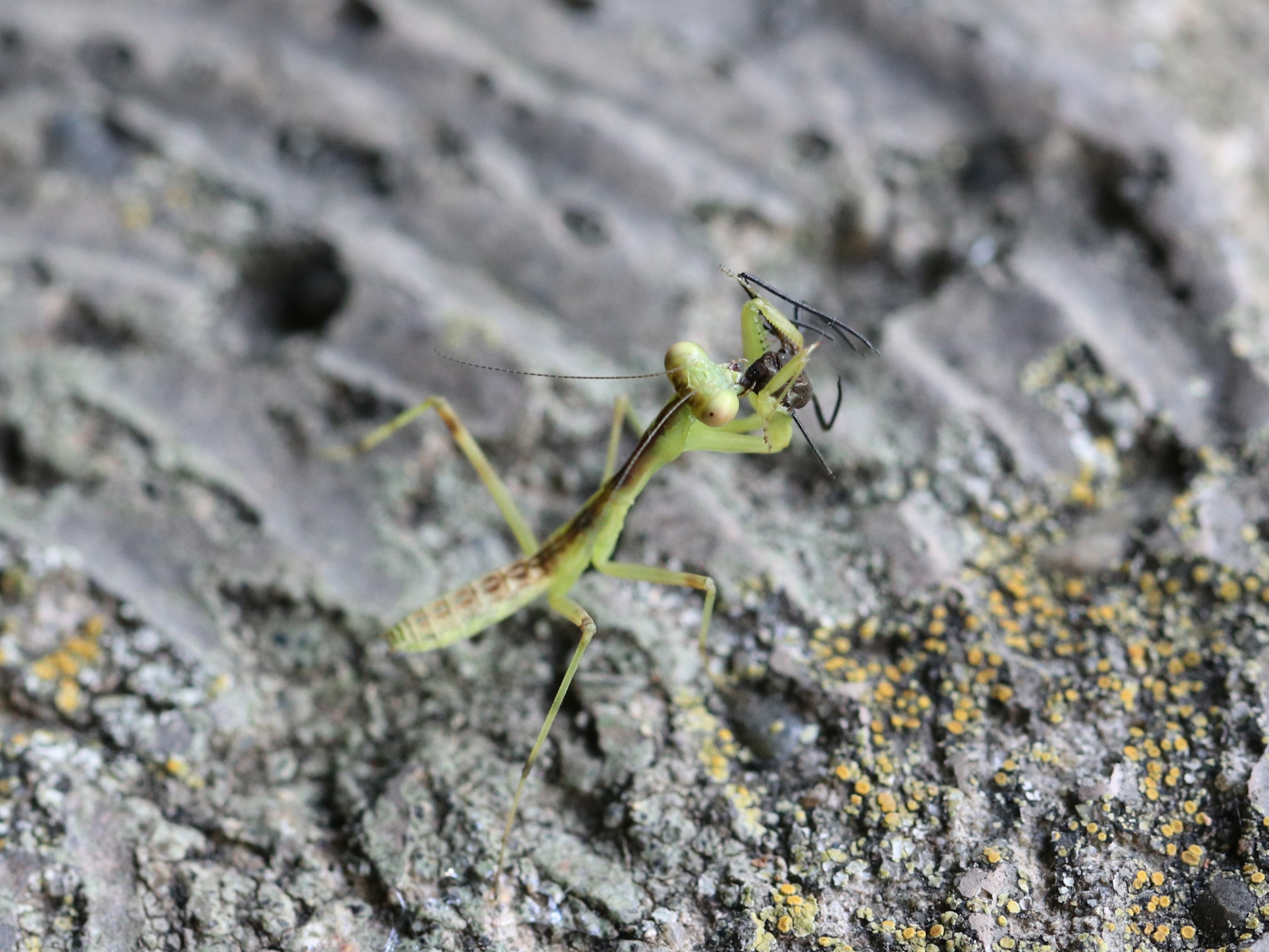 ハラビロカマキリ5